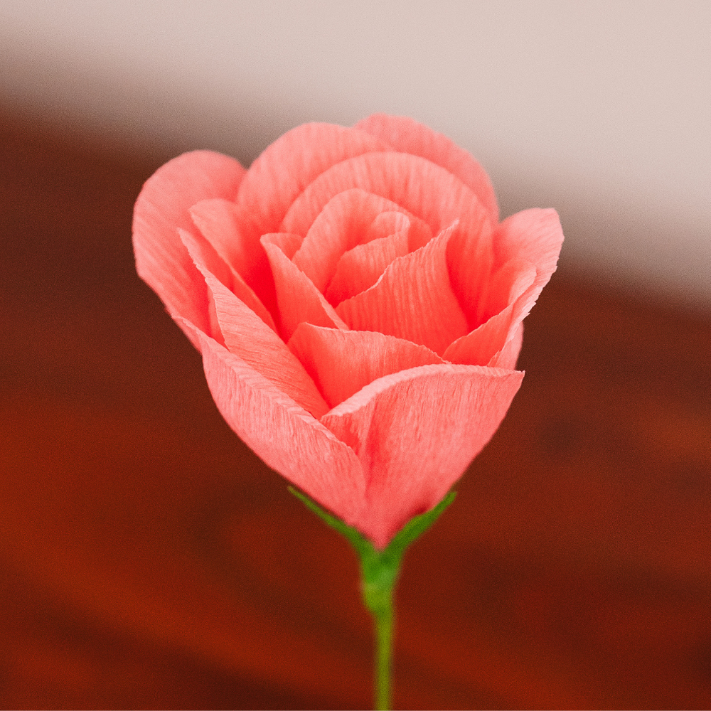 Rose Signature – Rose Douceur